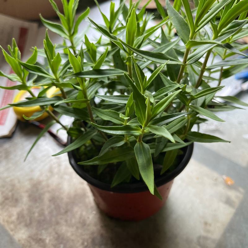 龙胆花盆栽带花岩间钻石龙胆草多年生宿根观花植物花园耐寒