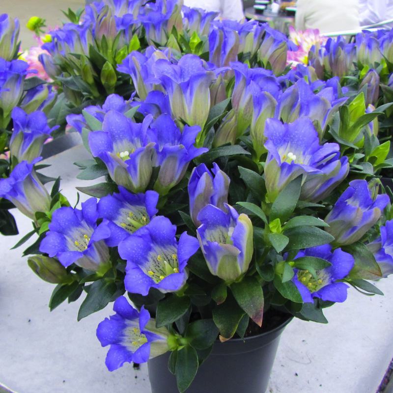 龙胆花盆栽带花岩间钻石龙胆草多年生宿根观花植物花园耐寒