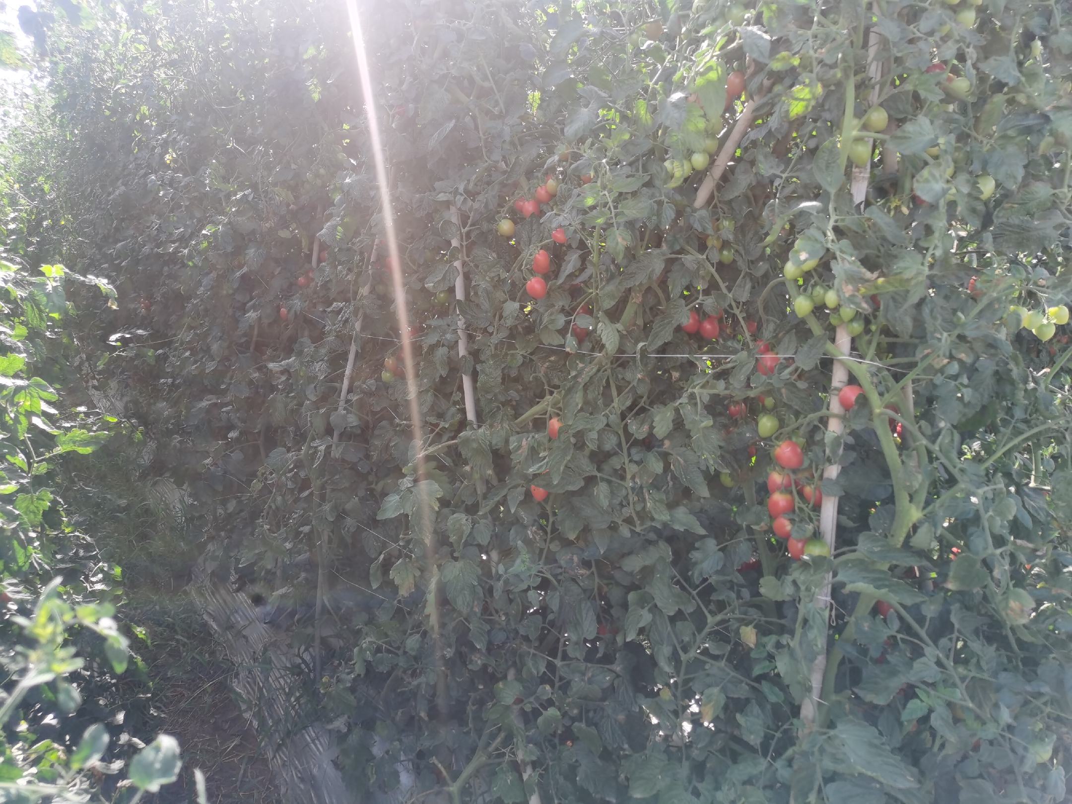 圣女果成熟季节