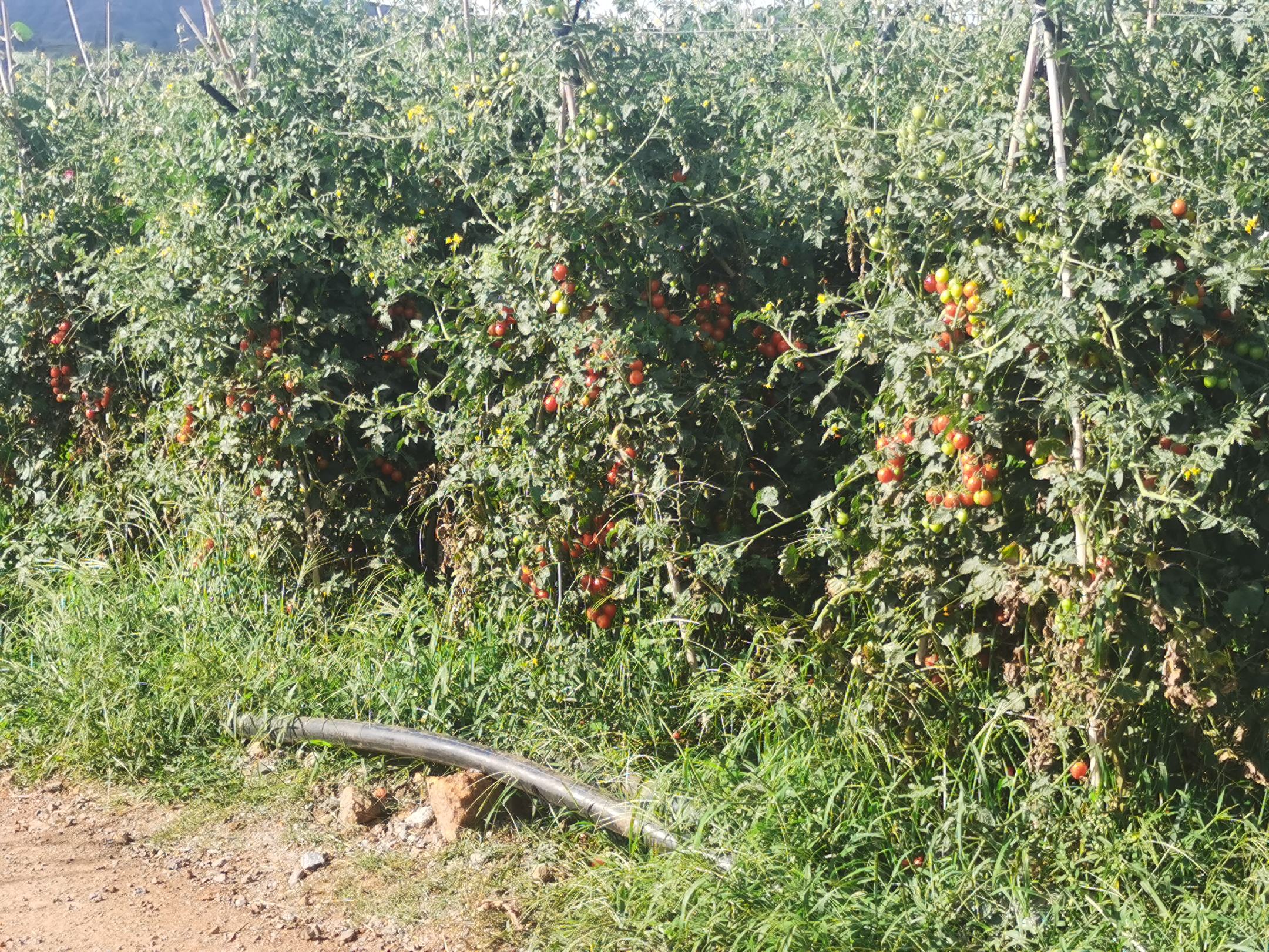 圣女果果实与植株特写