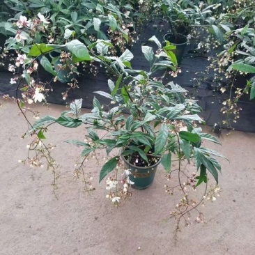 垂丝茉莉花盆栽花苗四季开花白蝴蝶稀有花卉绿植室内垂吊植物