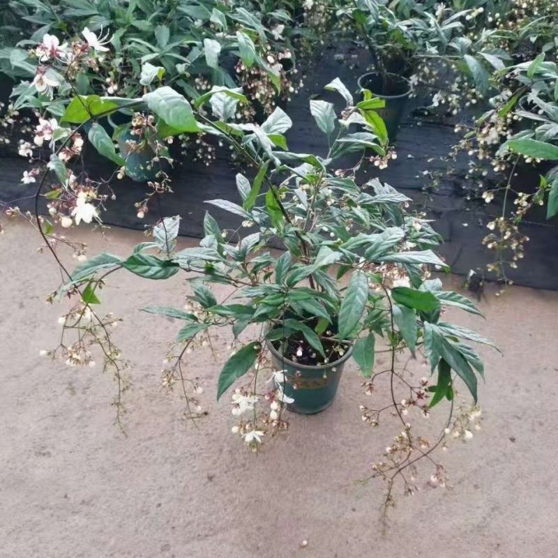 垂丝茉莉花盆栽花苗四季开花白蝴蝶稀有花卉绿植室内垂吊植物