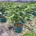 垂丝茉莉花盆栽花苗四季开花白蝴蝶稀有花卉绿植室内垂吊植物