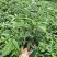 垂丝茉莉花盆栽花苗四季开花白蝴蝶稀有花卉绿植室内垂吊植物