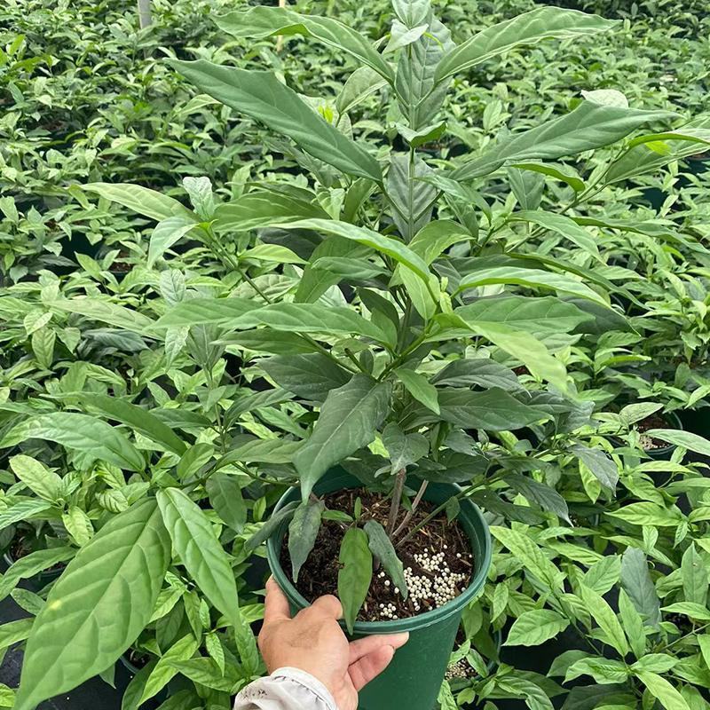 垂丝茉莉花盆栽花苗四季开花白蝴蝶稀有花卉绿植室内垂吊植物