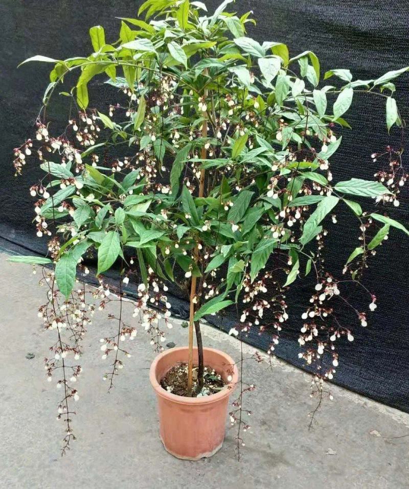 垂丝茉莉花盆栽花苗四季开花白蝴蝶稀有花卉绿植室内垂吊植物