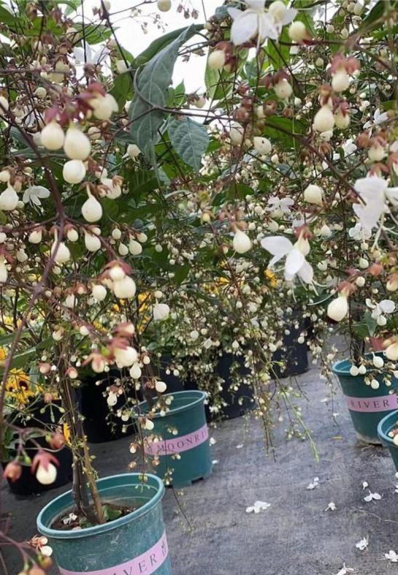 垂丝茉莉花盆栽花苗四季开花白蝴蝶稀有花卉绿植室内垂吊植物