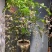 垂丝茉莉花盆栽花苗四季开花白蝴蝶稀有花卉绿植室内垂吊植物