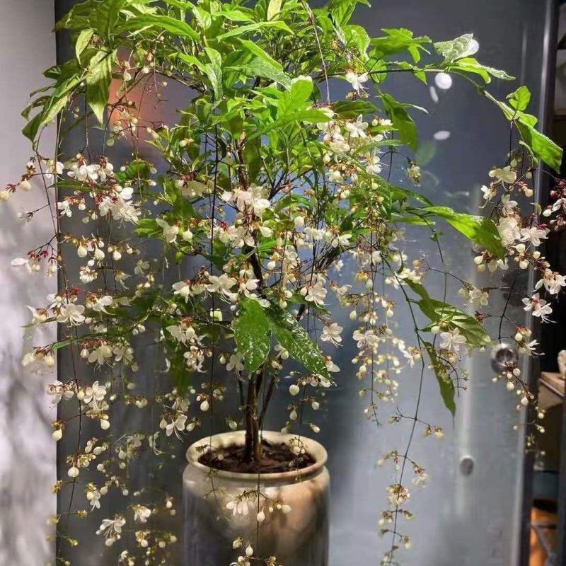 垂丝茉莉花盆栽花苗四季开花白蝴蝶稀有花卉绿植室内垂吊植物