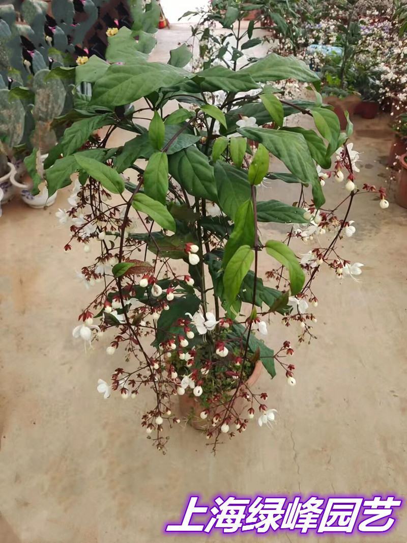 垂丝茉莉花盆栽花苗四季开花白蝴蝶稀有花卉绿植室内垂吊植物