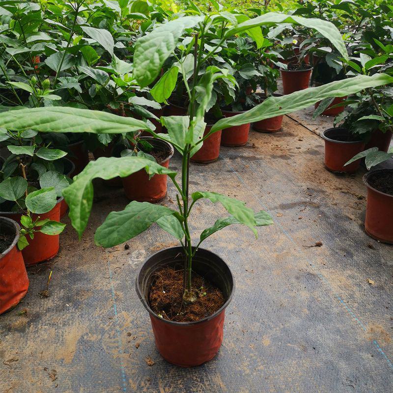 垂丝茉莉花盆栽花苗四季开花白蝴蝶稀有花卉绿植室内垂吊植物