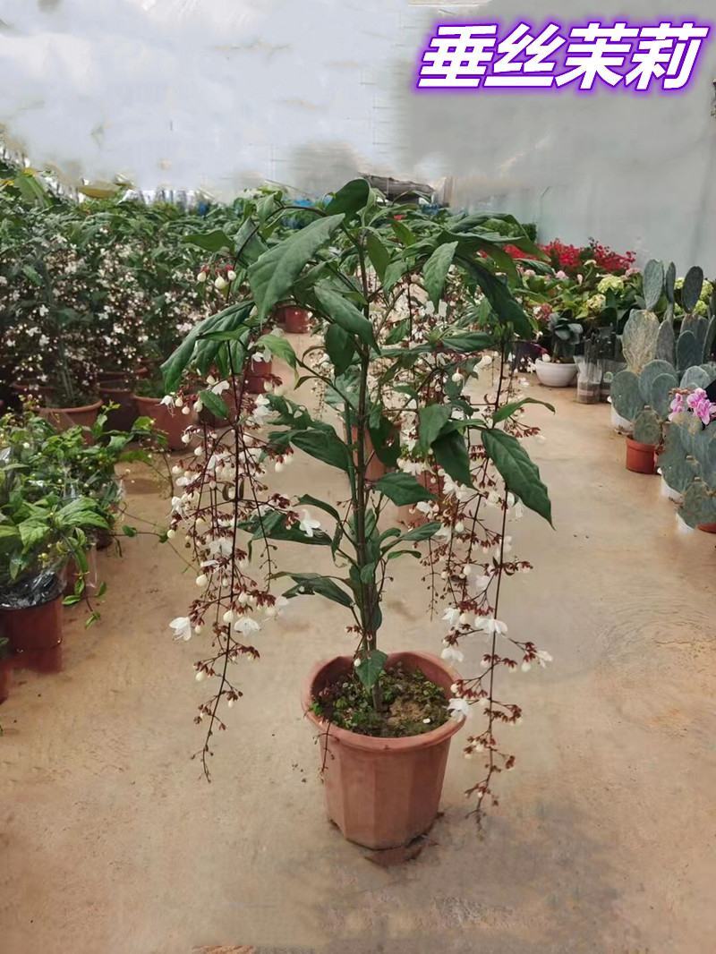 垂丝茉莉花盆栽花苗四季开花白蝴蝶稀有花卉绿植室内垂吊植物