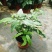 垂丝茉莉花盆栽花苗四季开花白蝴蝶稀有花卉绿植室内垂吊植物