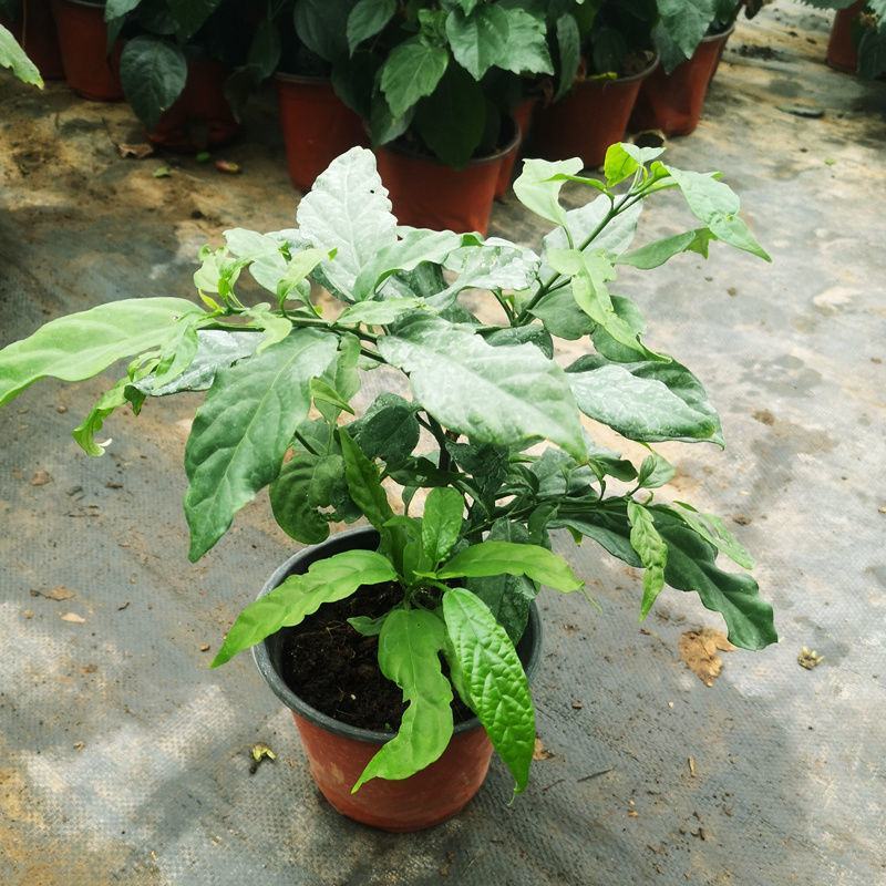 垂丝茉莉花盆栽花苗四季开花白蝴蝶稀有花卉绿植室内垂吊植物