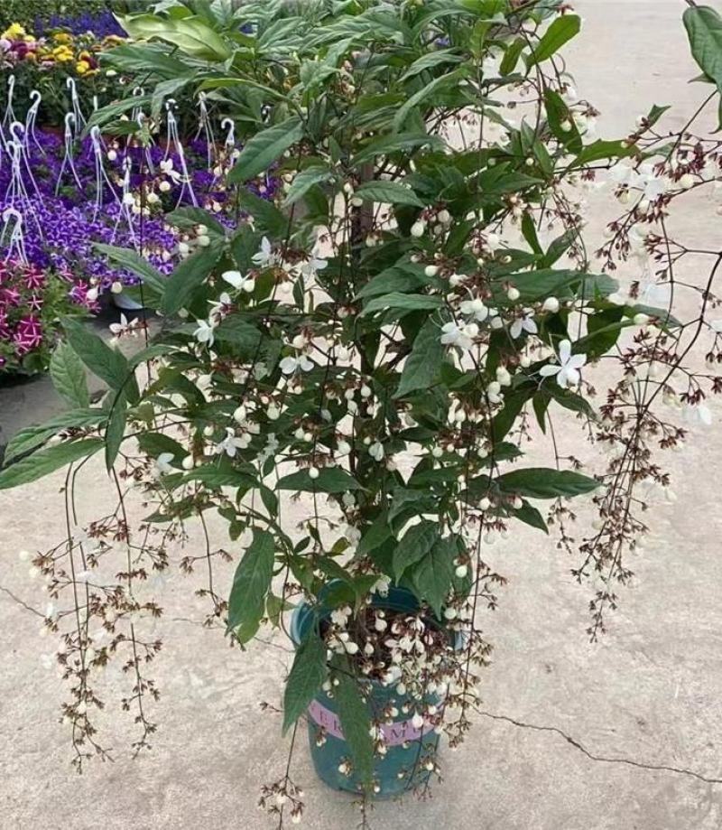 垂丝茉莉花盆栽花苗四季开花白蝴蝶稀有花卉绿植室内垂吊植物