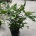 垂丝茉莉花盆栽花苗四季开花白蝴蝶稀有花卉绿植室内垂吊植物