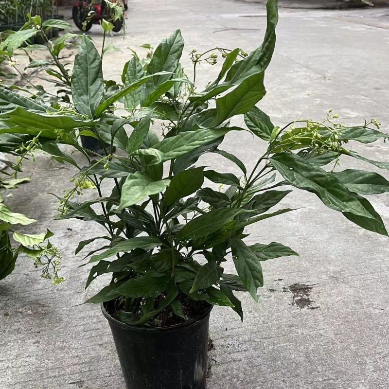 垂丝茉莉花盆栽花苗四季开花白蝴蝶稀有花卉绿植室内垂吊植物