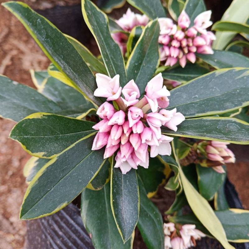 金边瑞香盆栽四季开花耐寒花卉室内观叶植物浓香型带花苞