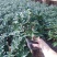 金边瑞香盆栽四季开花耐寒花卉室内观叶植物浓香型带花苞