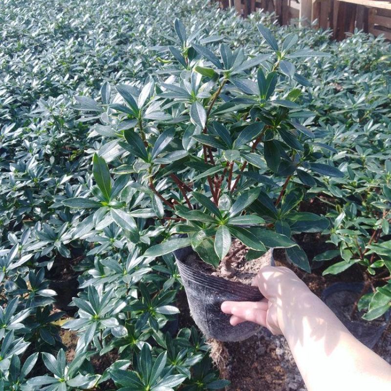 金边瑞香盆栽四季开花耐寒花卉室内观叶植物浓香型带花苞