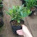 金边瑞香盆栽四季开花耐寒花卉室内观叶植物浓香型带花苞
