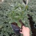 金边瑞香盆栽四季开花耐寒花卉室内观叶植物浓香型带花苞
