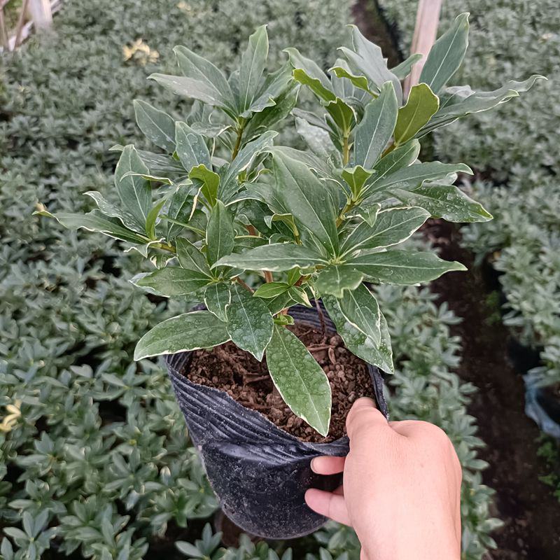 金边瑞香盆栽四季开花耐寒花卉室内观叶植物浓香型带花苞