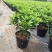 金边瑞香盆栽四季开花耐寒花卉室内观叶植物浓香型带花苞