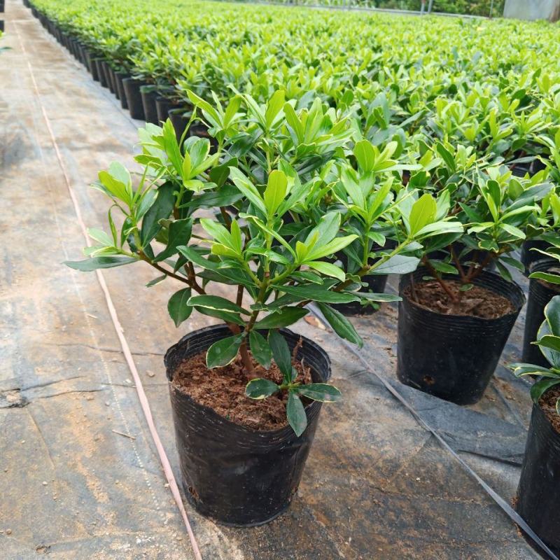 金边瑞香盆栽四季开花耐寒花卉室内观叶植物浓香型带花苞