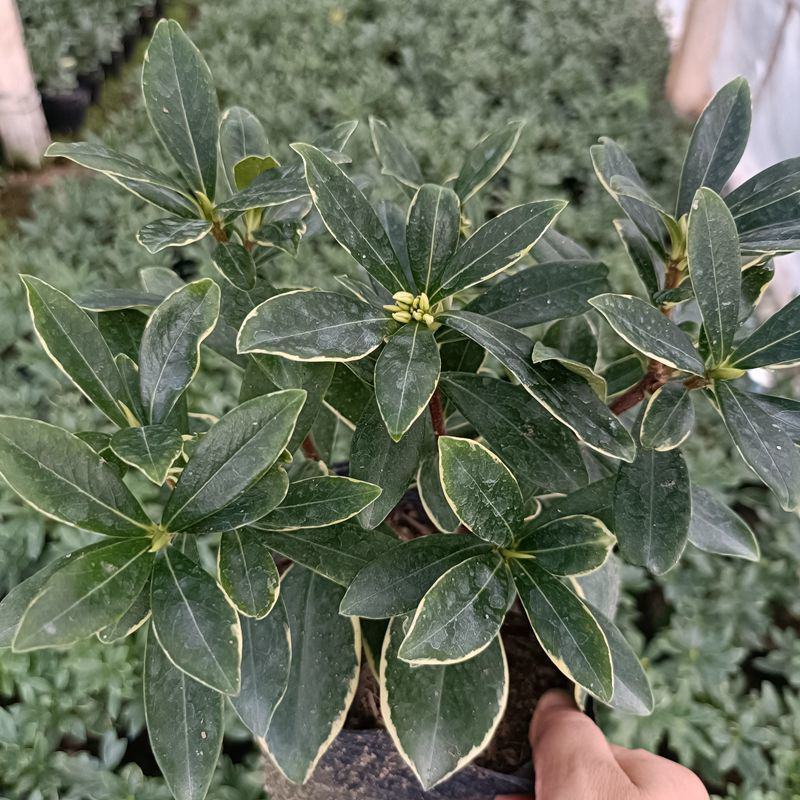 金边瑞香盆栽四季开花耐寒花卉室内观叶植物浓香型带花苞