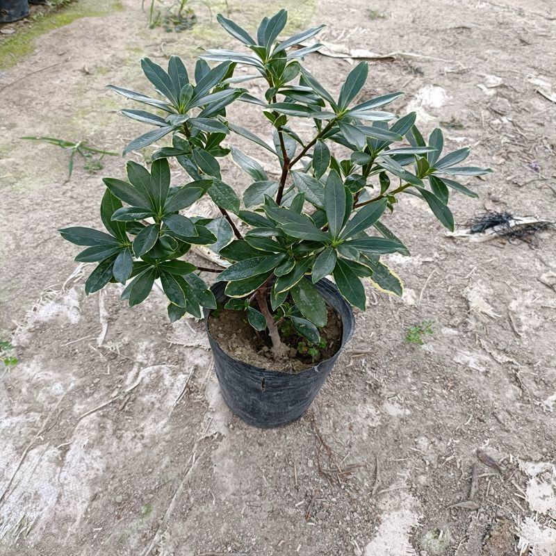金边瑞香盆栽四季开花耐寒花卉室内观叶植物浓香型带花苞