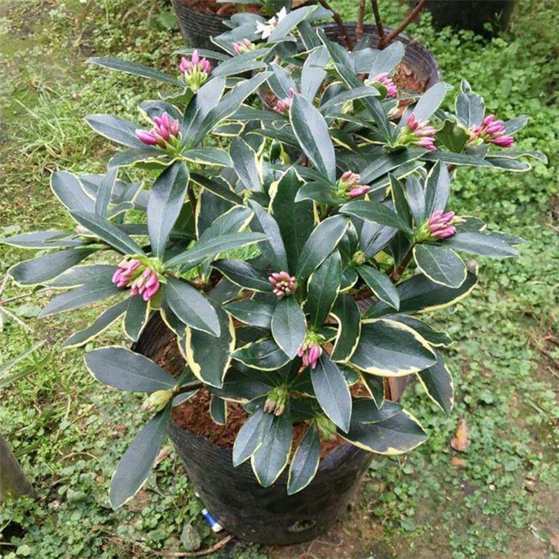 金边瑞香盆栽四季开花耐寒花卉室内观叶植物浓香型带花苞