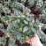 金边瑞香盆栽四季开花耐寒花卉室内观叶植物浓香型带花苞