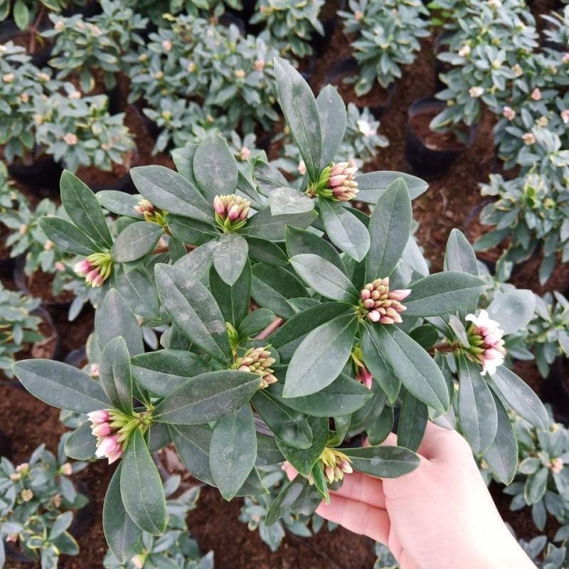 金边瑞香盆栽四季开花耐寒花卉室内观叶植物浓香型带花苞