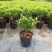金边瑞香盆栽四季开花耐寒花卉室内观叶植物浓香型带花苞