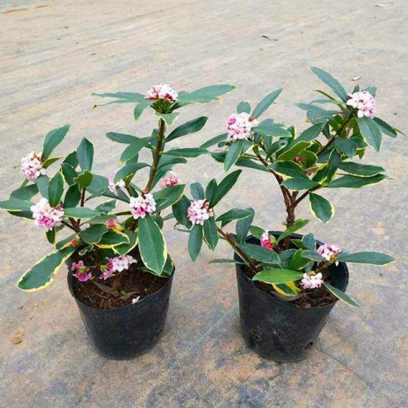 金边瑞香盆栽四季开花耐寒花卉室内观叶植物浓香型带花苞
