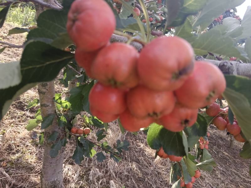 棉球山楂，沂蒙特产口感，品质放心用，产地直发货，高品质货