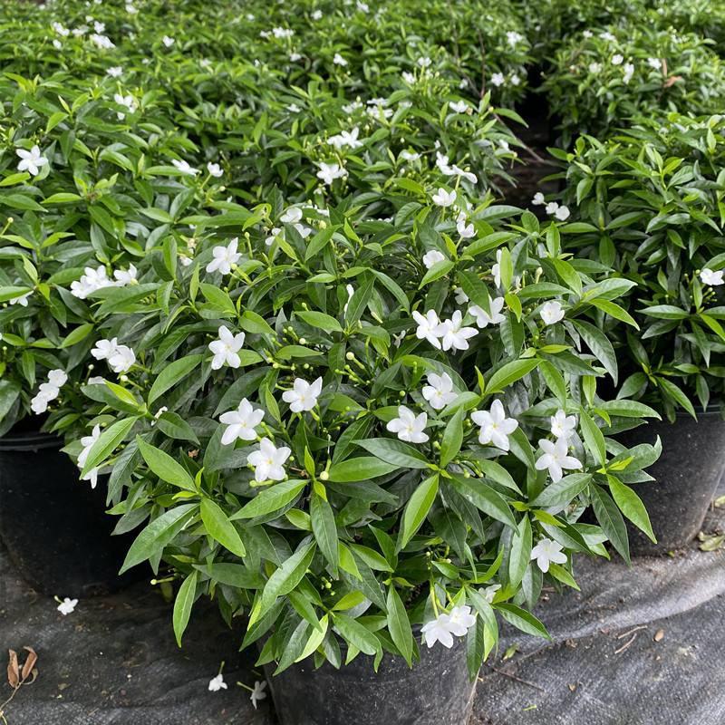 珍珠狗牙花风车茉莉花盆栽大苗狗芽花庭院阳台木本花卉耐热