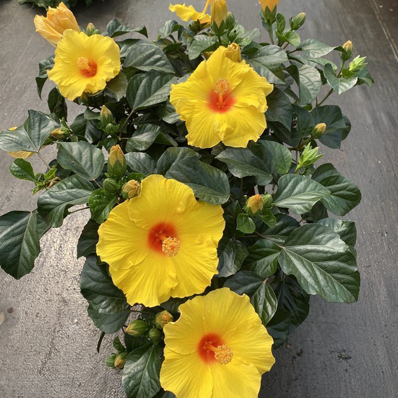 扶桑花带花苞朱瑾树苗盆栽阳台庭院四季开花扶桑花重瓣耐寒花