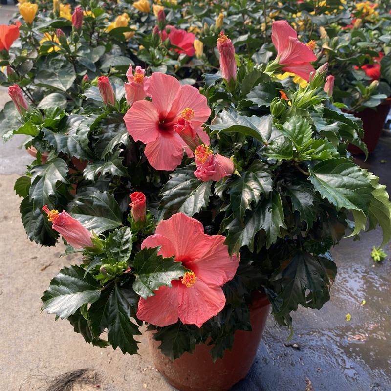 扶桑花带花苞朱瑾树苗盆栽阳台庭院四季开花扶桑花重瓣耐寒花