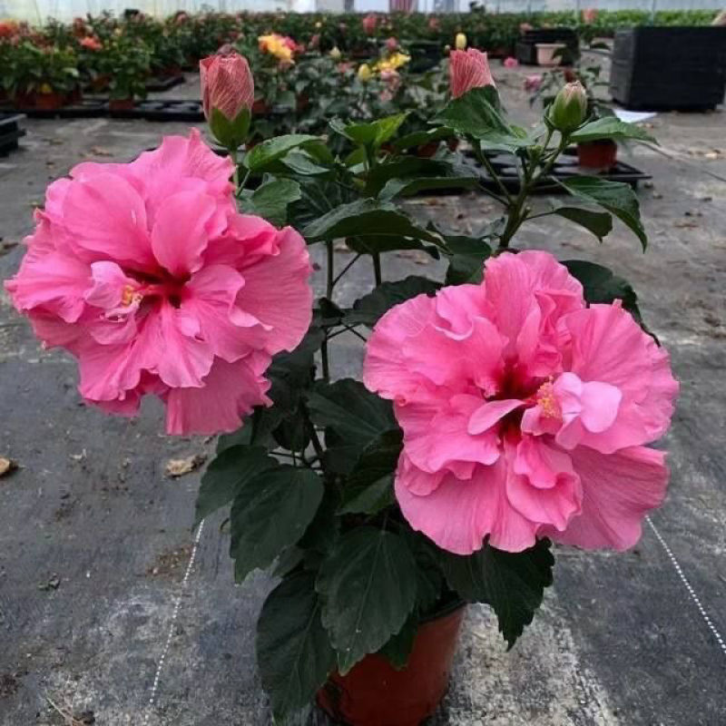 扶桑花带花苞朱瑾树苗盆栽阳台庭院四季开花扶桑花重瓣耐寒花