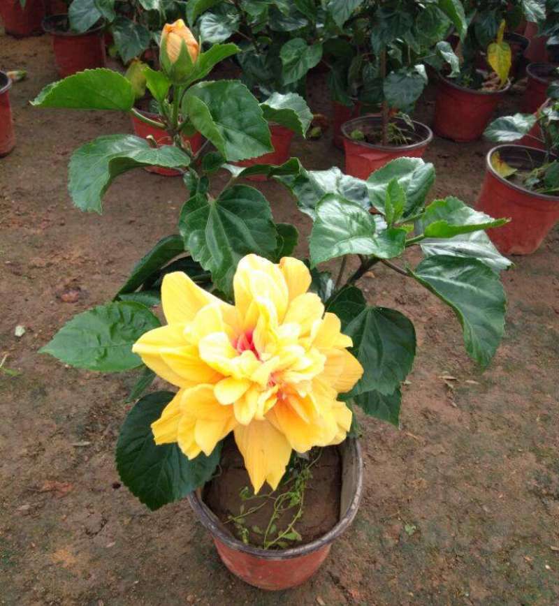 扶桑花带花苞朱瑾树苗盆栽阳台庭院四季开花扶桑花重瓣耐寒花