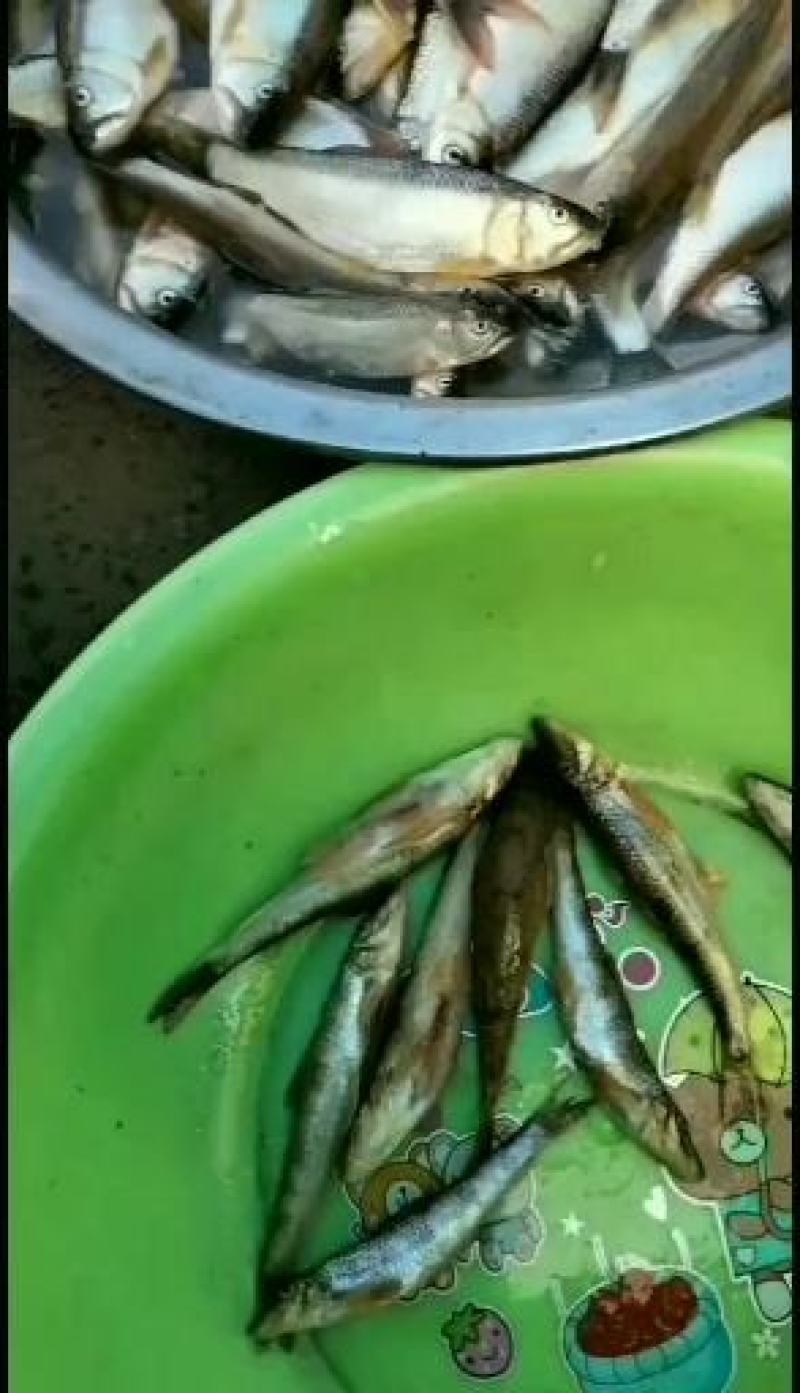 白鱼川丁马口鱼桃花鱼鲤鱼鲫鱼草鱼鲢鱼