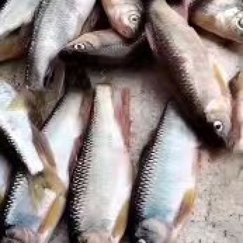 白鱼川丁马口鱼桃花鱼鲤鱼鲫鱼草鱼鲢鱼