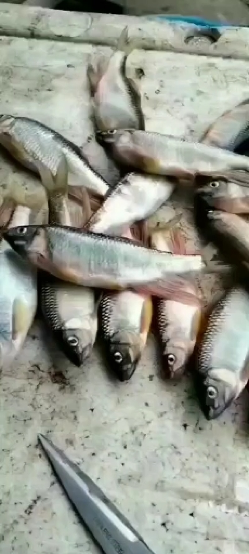 白鱼川丁马口鱼桃花鱼鲤鱼鲫鱼草鱼鲢鱼