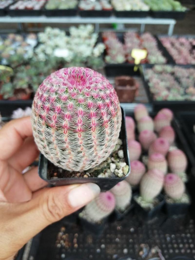 多肉，品种多多，好看，养好，很好看老板们看看吧