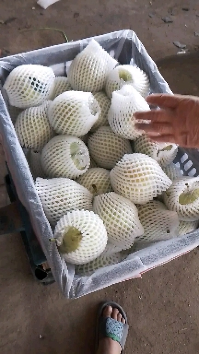 大鸭梨