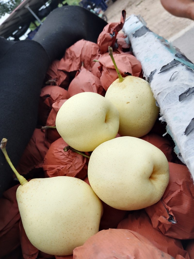 大鸭梨