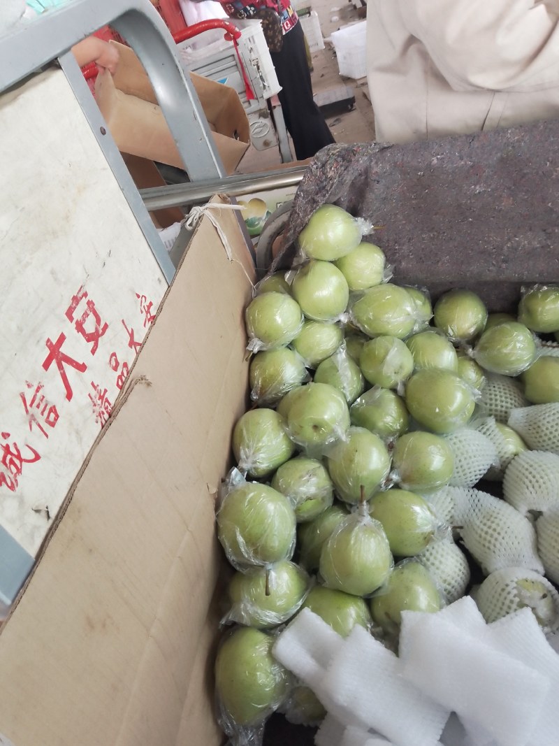 大鸭梨