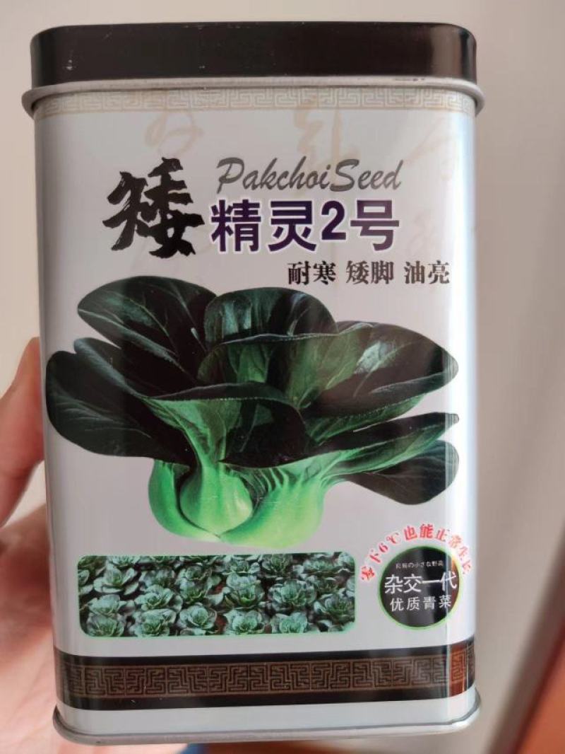矮精灵2号苏州青种子，200克，耐寒矮脚油亮